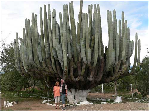 cactus geant mexique