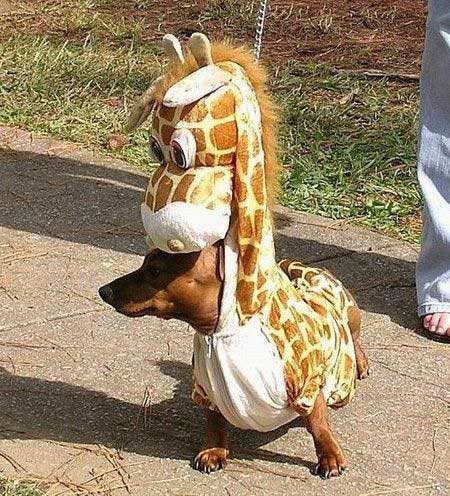 deguisement de carnaval chien girafe mardi gras