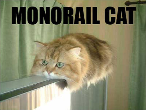 roflcats lol chat lolcats catz photo chats insolite monorailcat monorail cat