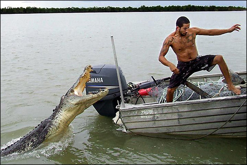 photo attaque crocodile marecage alligator bebe