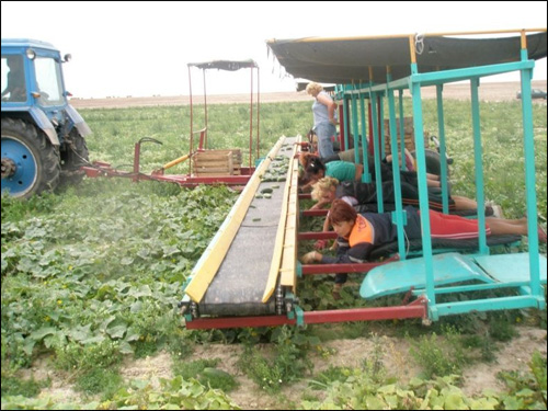 agriculture bielorussie russie tracteur recolte concombre manuel