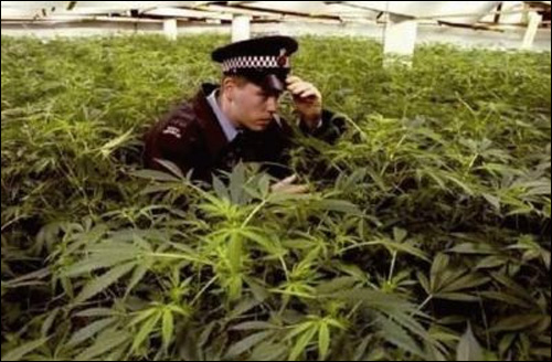 photo champ cannabis marijuana police herbe