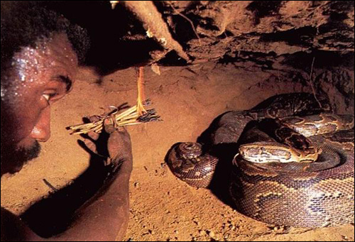 photo boa python serpent chasse