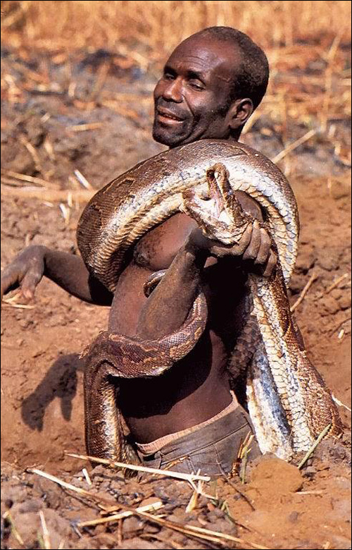 photo image serpent chasse vipere cobra