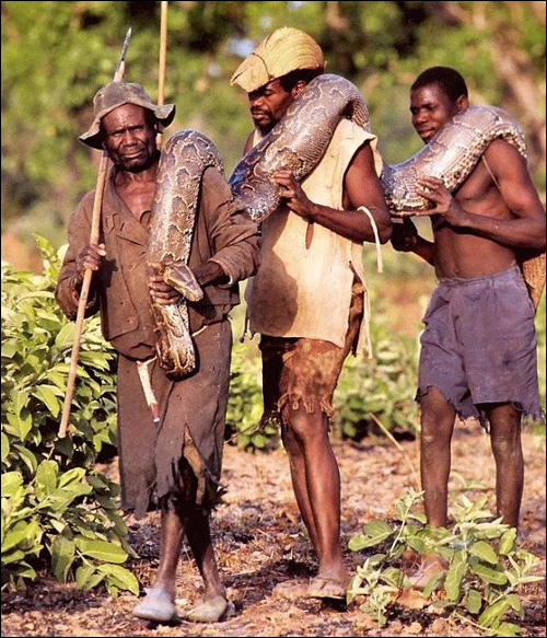 photo chasse serpent viande