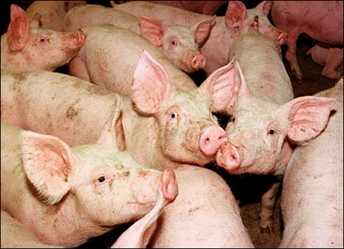 photo cochon grippe porcine alerte virus