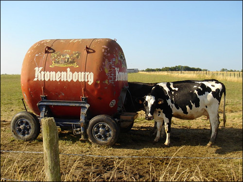 lait vache kronenbourg alsace biere kro photo