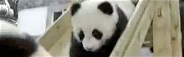 photo video panda toboggan failed parc jardin enfant bebe panda zoo France