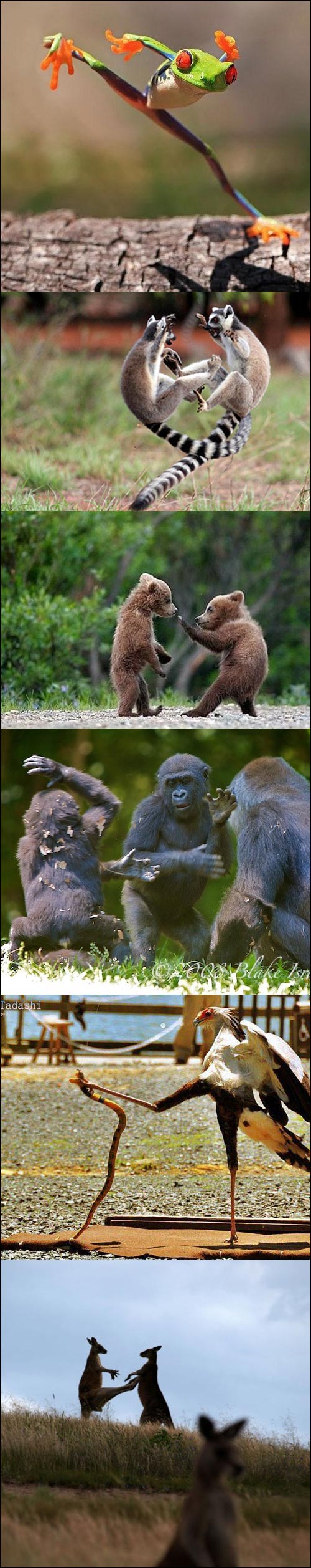photo insolite drole animaux arts martiaux karate singe ours grenouille kangourou