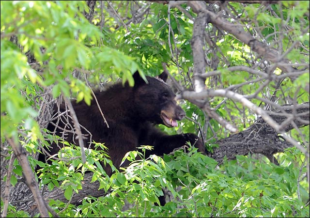 photo video ours brun grimpe arbre et tombe saut depuis arbre jumping bear photo video ours brun grimpe arbre et tombe saut depuis arbre jumping bear