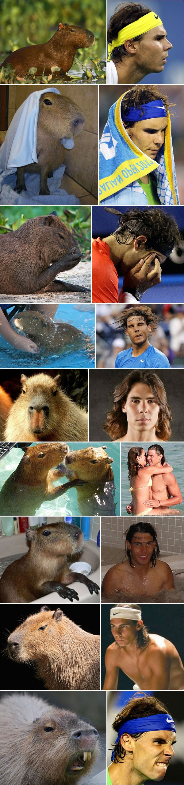 photos droles vrai Rafael Nadal castor joueur tennis 2e mondial ATP tete castor