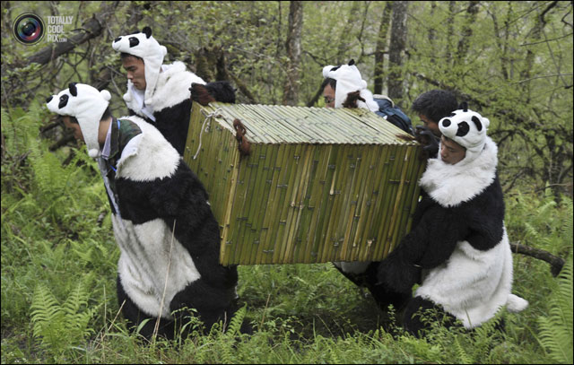 pandi panda photo reintroduction animal dans foret Chine deguisement panda pandi panda photo reintroduction animal dans foret Chine deguisement panda