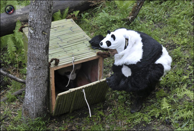 pandi panda photo reintroduction animal dans foret Chine deguisement panda pandi panda photo reintroduction animal dans foret Chine deguisement panda
