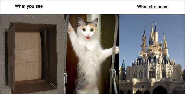point de vue animal contre realite photo drole animaux chat chien cochon maison point de vue animal contre realite photo drole animaux chat chien cochon maison