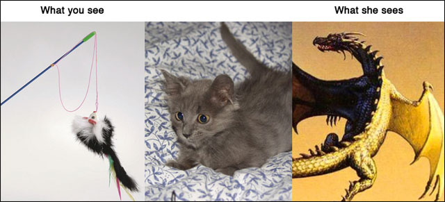 point de vue animal contre realite photo drole animaux chat chien cochon maison point de vue animal contre realite photo drole animaux chat chien cochon maison