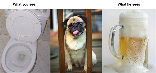 point de vue animal contre realite photo drole animaux chat chien cochon maison point de vue animal contre realite photo drole animaux chat chien cochon maison