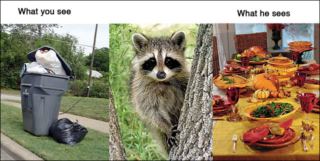 point de vue animal contre realite photo drole animaux chat chien cochon maison point de vue animal contre realite photo drole animaux chat chien cochon maison