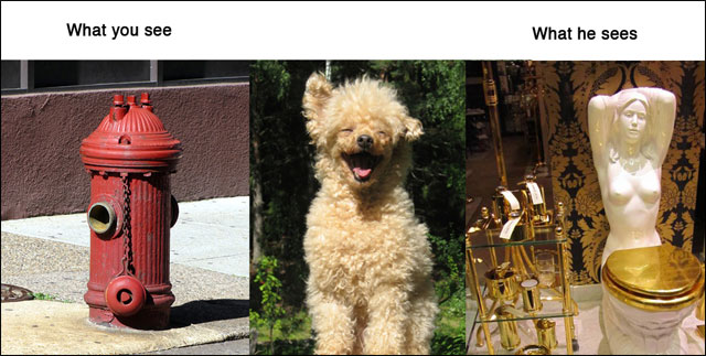 point de vue animal contre realite photo drole animaux chat chien cochon maison point de vue animal contre realite photo drole animaux chat chien cochon maison