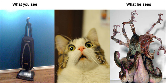 point de vue animal contre realite photo drole animaux chat chien cochon maison point de vue animal contre realite photo drole animaux chat chien cochon maison
