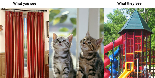 point de vue animal contre realite photo drole animaux chat chien cochon maison point de vue animal contre realite photo drole animaux chat chien cochon maison