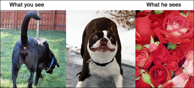 point de vue animal contre realite photo drole animaux chat chien cochon maison point de vue animal contre realite photo drole animaux chat chien cochon maison