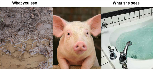 point de vue animal contre realite photo drole animaux chat chien cochon maison point de vue animal contre realite photo drole animaux chat chien cochon maison