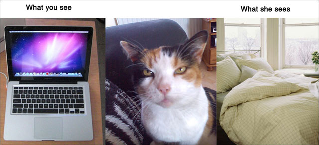 point de vue animal contre realite photo drole animaux chat chien cochon maison point de vue animal contre realite photo drole animaux chat chien cochon maison