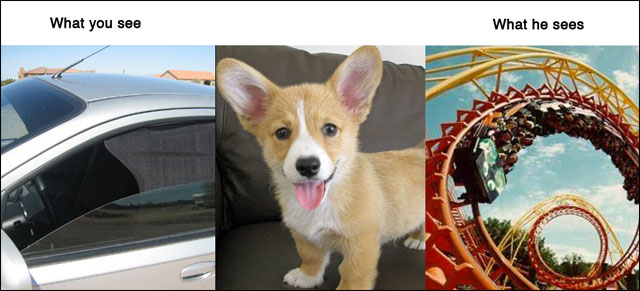 point de vue animal contre realite photo drole animaux chat chien cochon maison point de vue animal contre realite photo drole animaux chat chien cochon maison