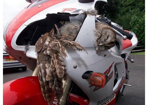 yamaha r1 hibou accident