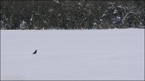 photo neige Alsace Haut Rhin Foret Hardt Sausheim Baldersheim