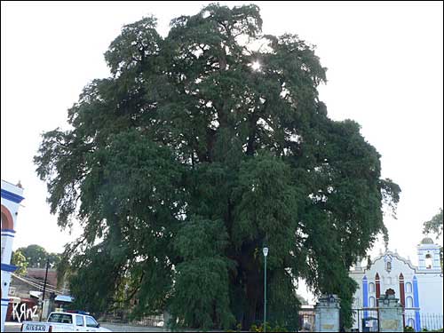 Arbol del Tule