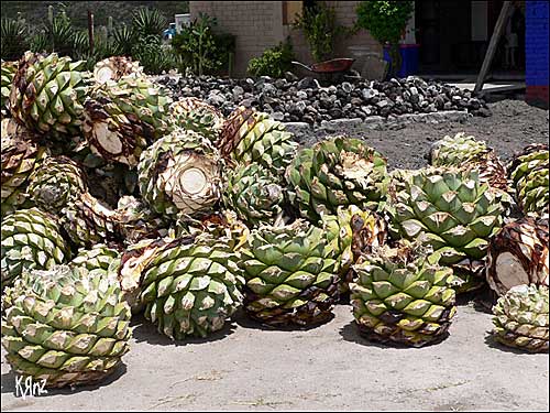 comment faire fait tequila artisanale