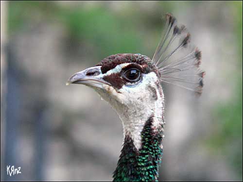 peacock peafowl