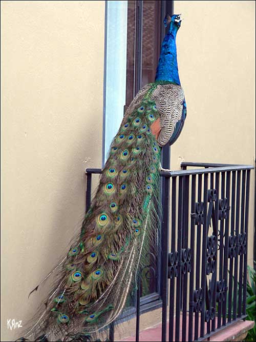 Pavo cristatus