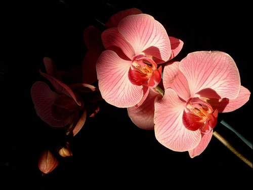 photo orchidee fleur orquide