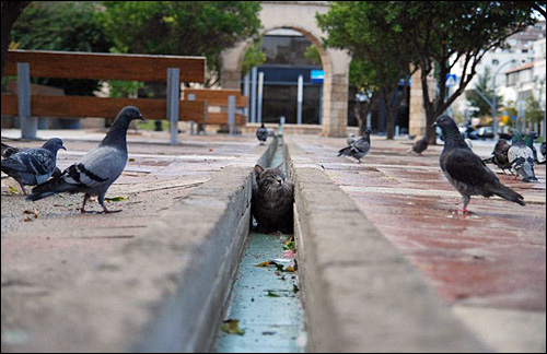 photos chat pigeons centre ville