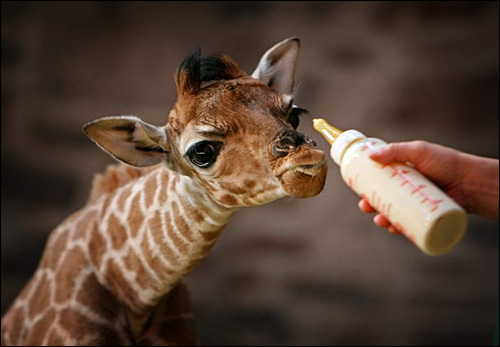 photos girafe girafeau girafon safari kenya tanzanie