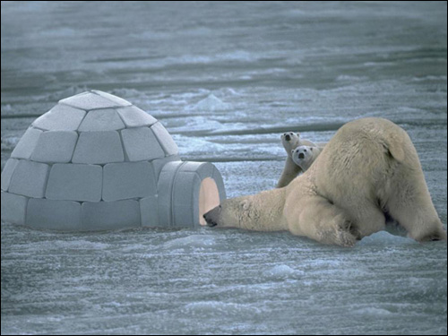 ours polaire blanc banquise igloo ourson photos