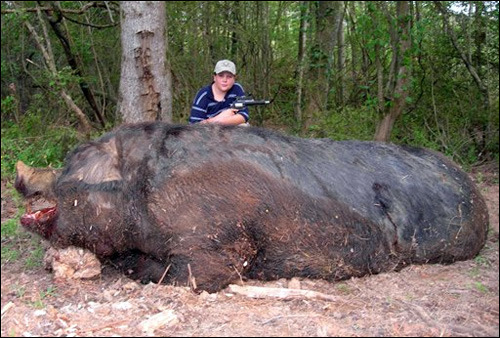 picture monster pig porc geant sanglier photo