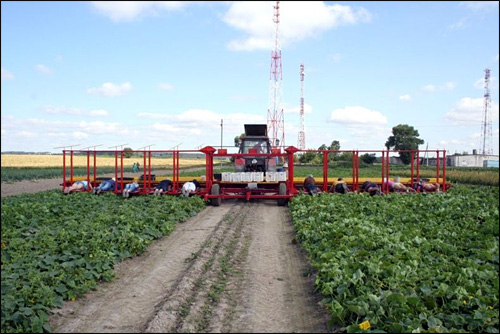 agriculture bielorussie russie tracteur recolte concombre manuel