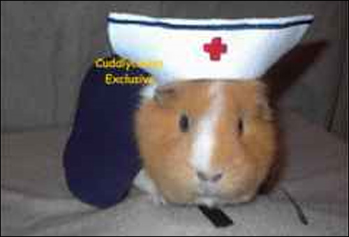 deguisement cochon inde cobaye guinea pig