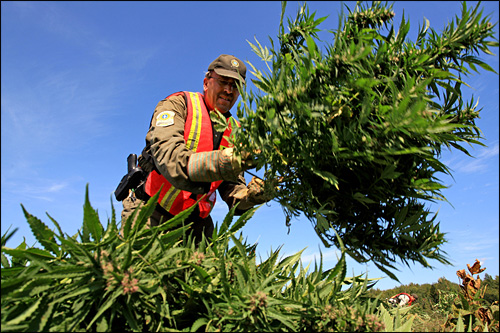 photo champ cannabis marijuana police herbe