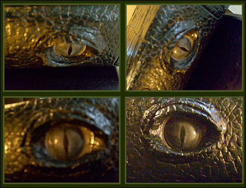 photo xbox 360 mod alligator