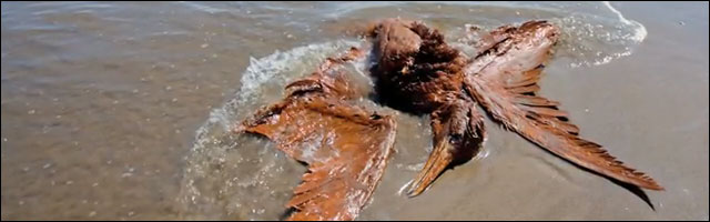 maree noire usa louisiane golfe du mexique photo video pelican mort