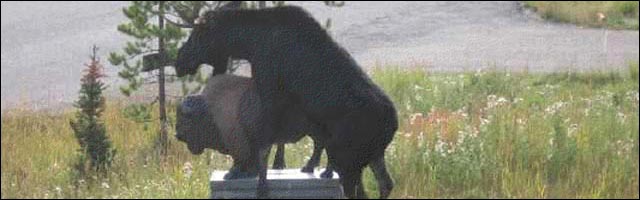 erreur judiciaire viol statutaire erreur monumentale statue elan bison