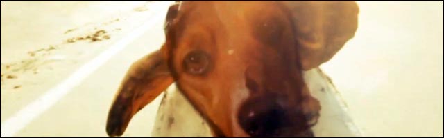 dogboarding skate sur chien roller inline skating video hd fun dogboarding skate sur chien roller inline skating video hd fun