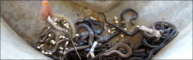 video buzz serpent fosse nettoyage cobra vemineux sonnette video buzz serpent fosse nettoyage cobra vemineux sonnette