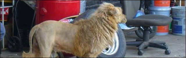 photo chien deguise en lion coupe cheveux poil toiletteur criniere felin monte garde