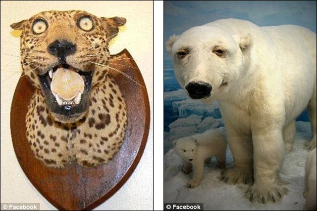 Les Perles De La Taxidermie Blog Note