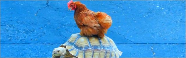 video insolite poule promenade sur carapace tortue lol video insolite poule promenade sur carapace tortue lol